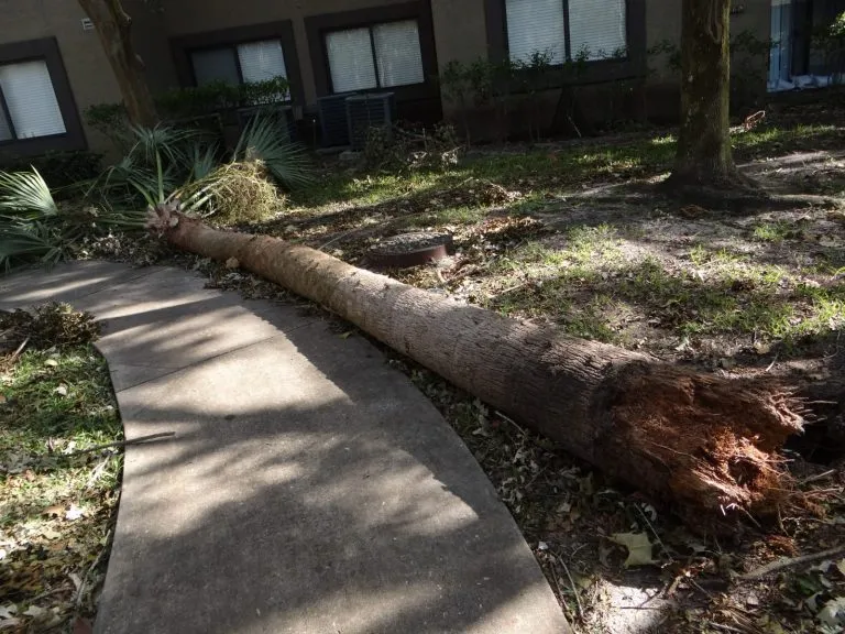 Palm tree uprooted by Hurricane Irma