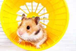 hamster wheel of writing