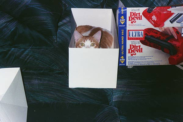 Buttercup on Christmas day 1999