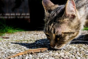 The Tale of the Cat, the Lizard, and Writing a Book