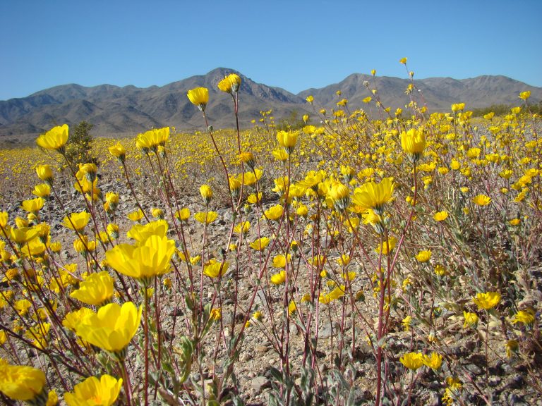 joshua tree 0360