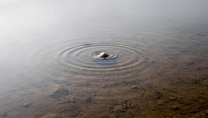 AI and the Curse of Shallowness image