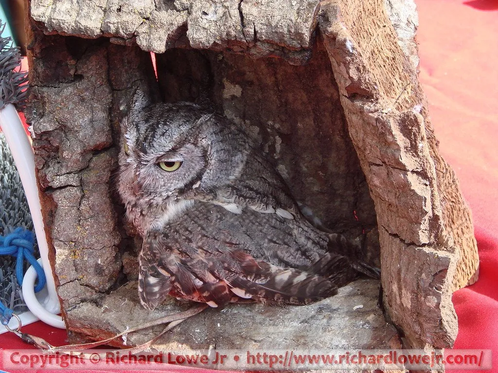 A gray screech owl tucked into a hollow log at the Kearney Park Renaissance Faire in Fresno, California
